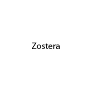 Zostera
